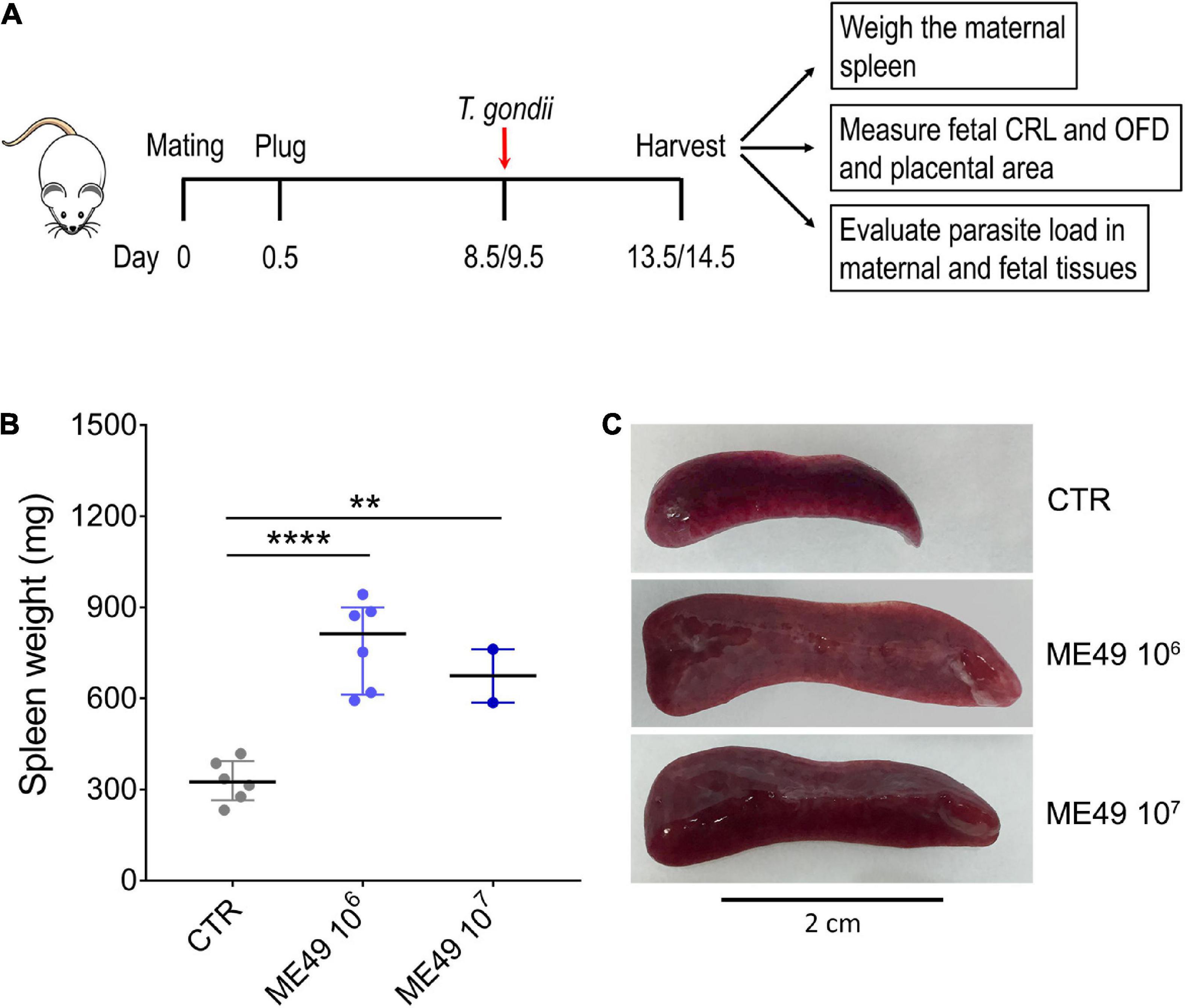 Establishment of a murine model of congenital toxoplasmosis and validation of a qPCR assay to assess the parasite load in maternal and fetal tissues